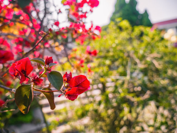 花叶子花