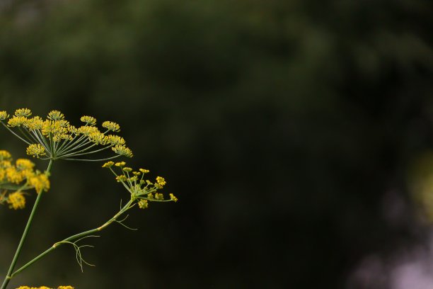 茴香花