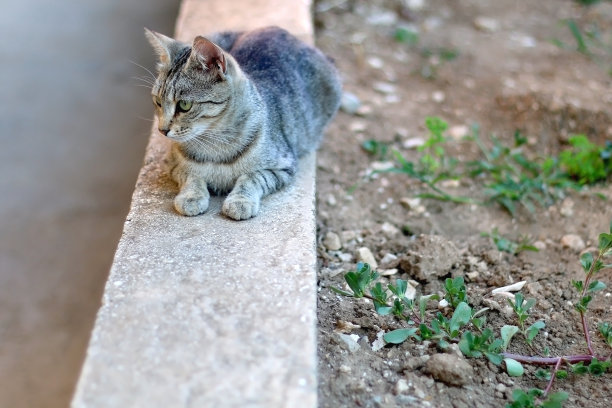 草从猫咪