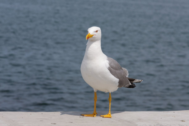 休憩的海鸥