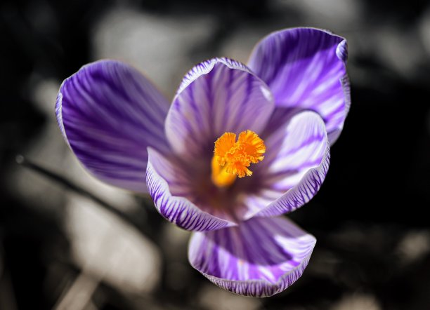 虚化紫色的小花