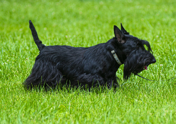 草坪上的狗狗摄影图