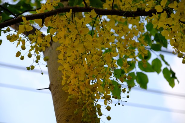 传统节日背景