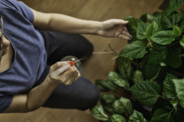 花坛植物配置