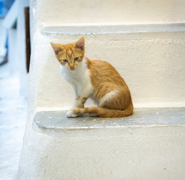 石阶上的猫
