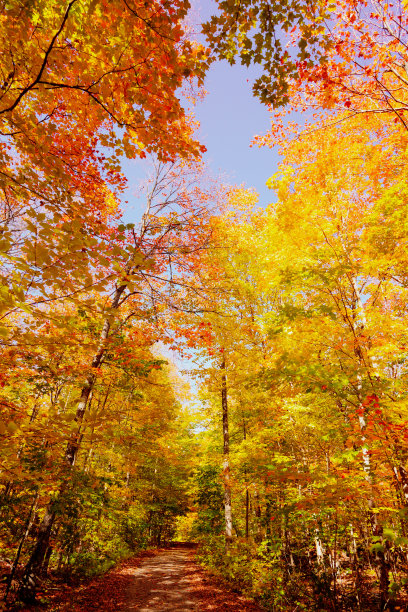 秋天的树林仰拍