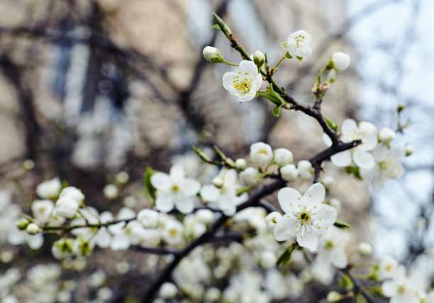 日本杏树开花