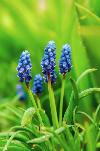 水彩丁香花