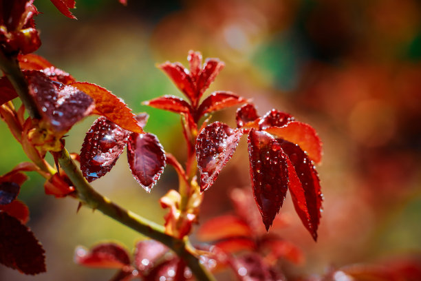 水彩丁香花