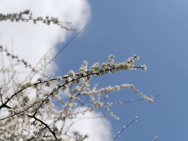 樱花仰拍