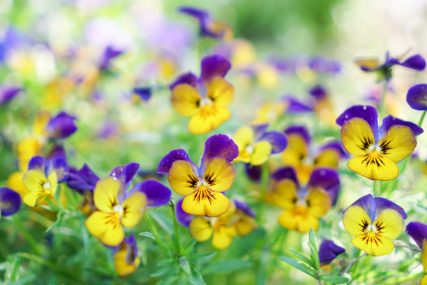 粉色花朵春季春暖花开设计素材