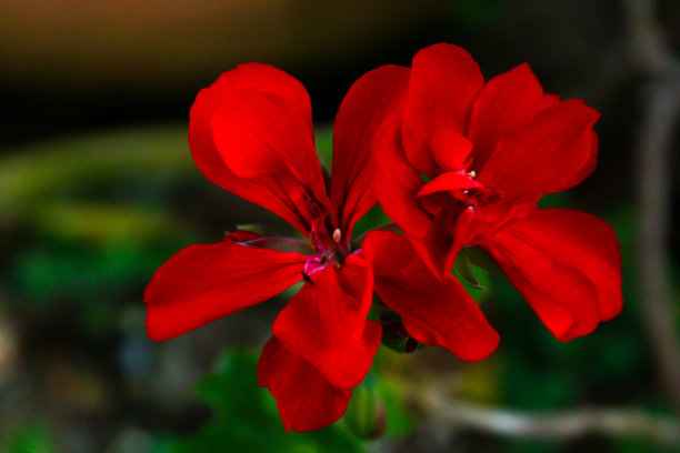 鲜花菊花树叶植物花纹