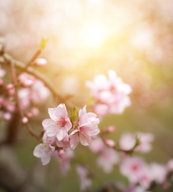 蜜蜂桃花