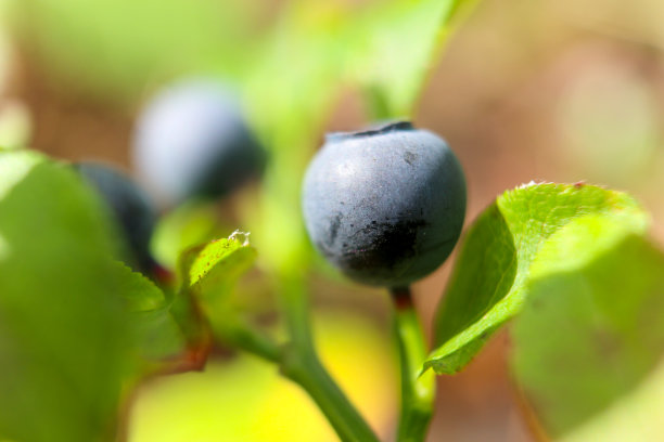 生态蓝莓