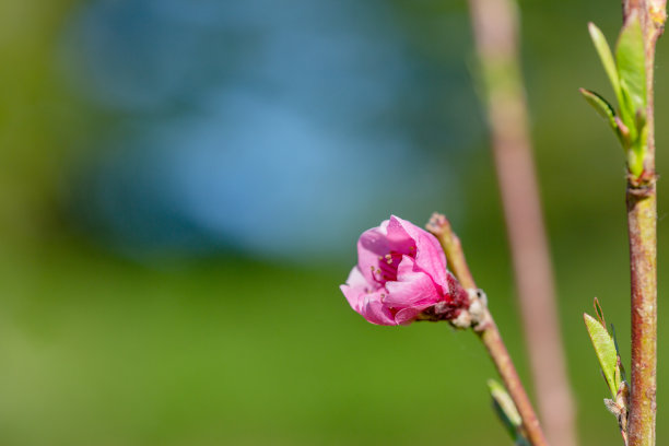 春季桃花特写