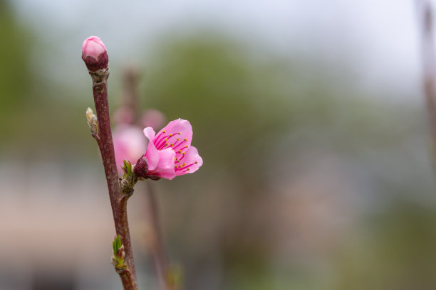 桃花树木