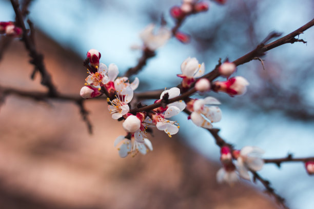 桃花壁纸