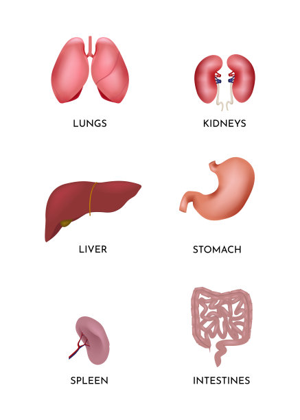 肝脏矢量图