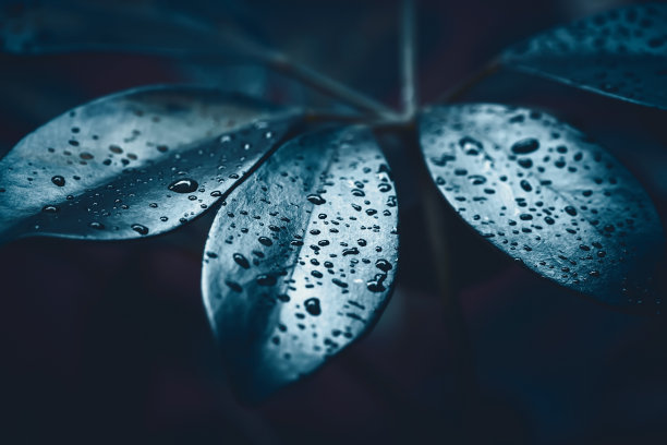 雨水图片