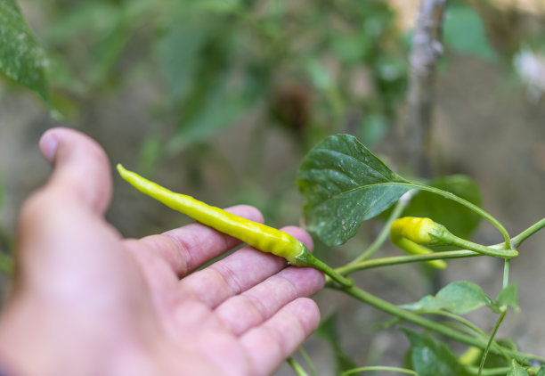 清香花椒叶