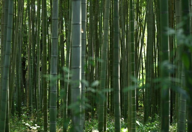 竹林风景