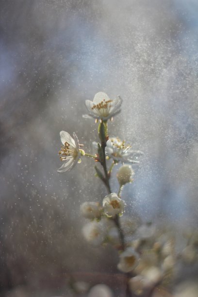 梅花与蓝天