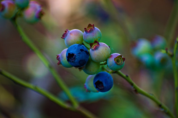 未成熟的蓝莓