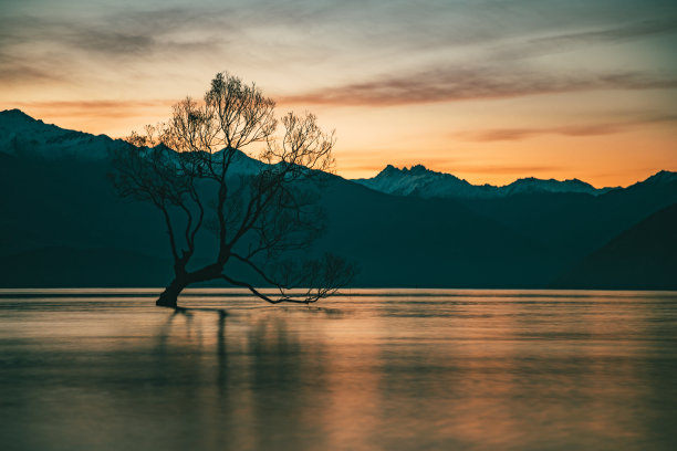 柳树夕照