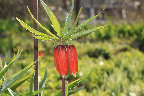 香蕉树种植