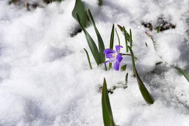 雪花蓝色的花