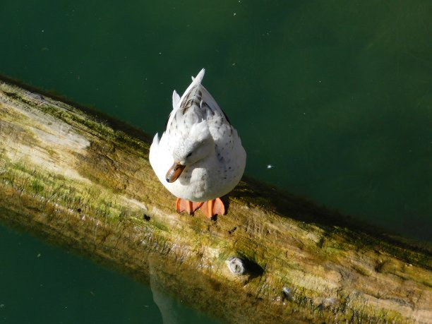 洁白羽毛的鸭子摄影