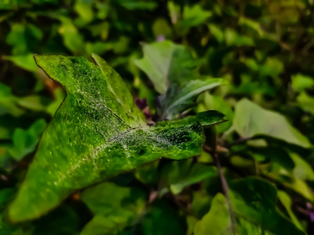 紫黑茄子