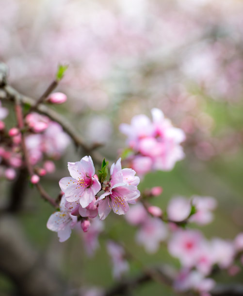 桃花装饰画