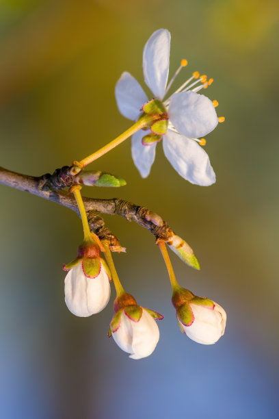 樱花季节