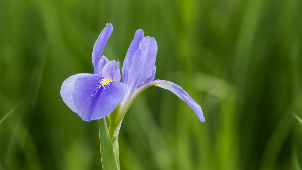 彩虹花海