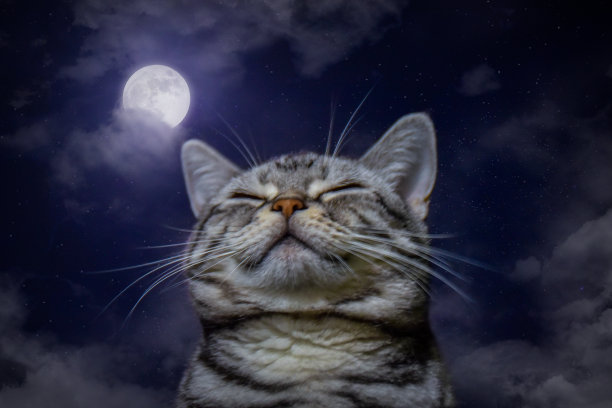 满月的猫咪