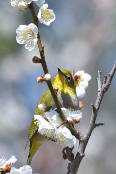 树枝 花鸟