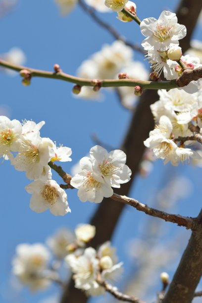 白梅花