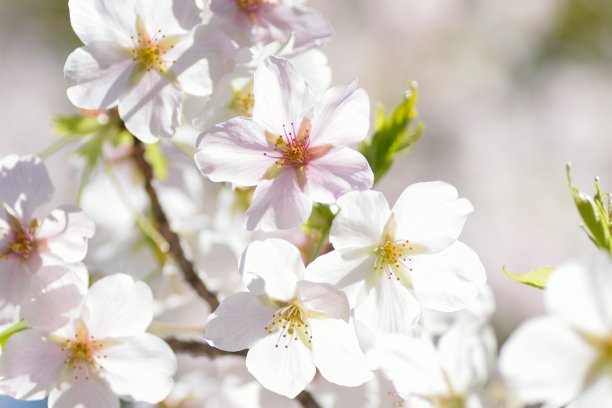 红樱花