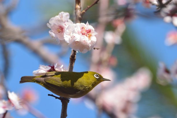 红梅花