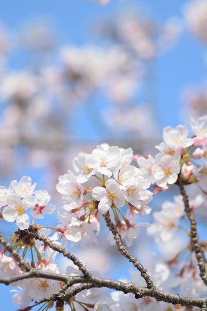 樱桃树在日本