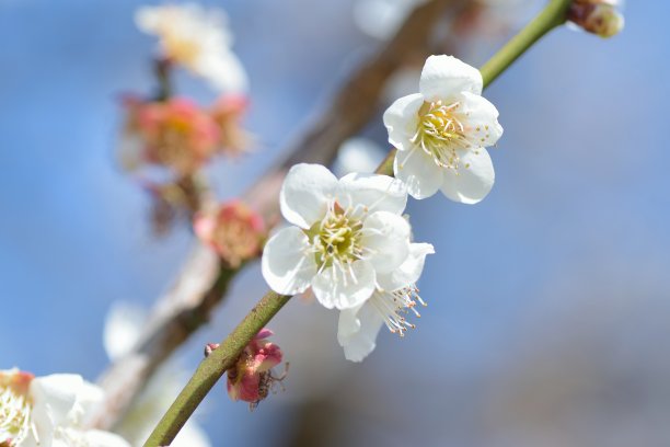 寒冬梅花