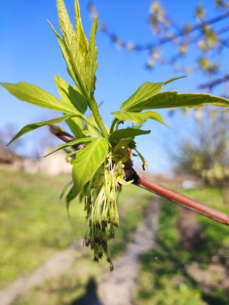 枝头荔枝