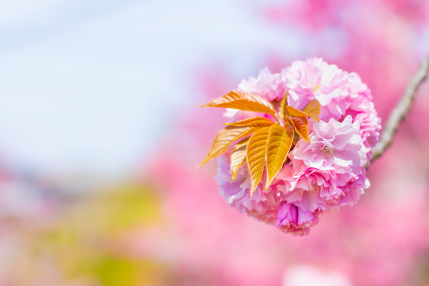 樱花高清特写