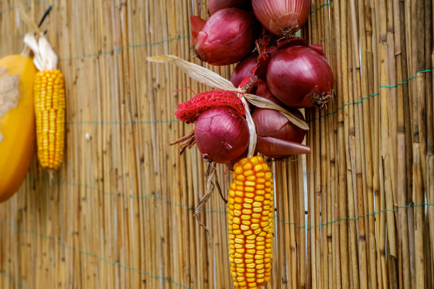 成熟丰收的秋粮玉米