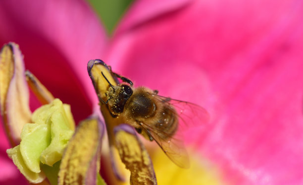 郁金香蜜蜂