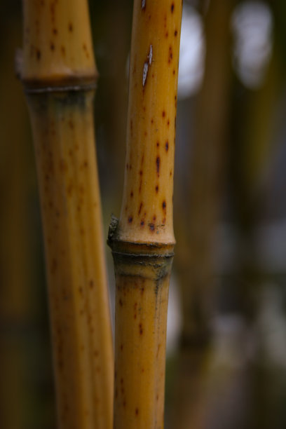 竹林实拍竹子素材