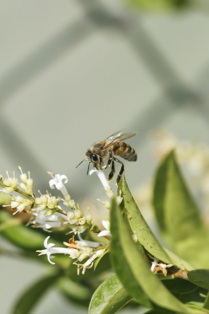 蜜蜂与白花