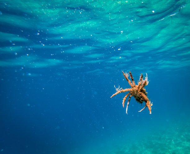 海底生物