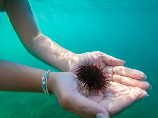 海底生物